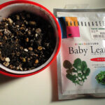 ルッコラの種　Baby Leaf
