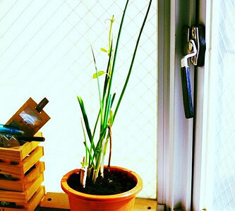 野菜を長持ちさせる方法　小さな窓際でのミニミニ畑