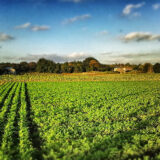 永谷園の生姜部の収穫に参加してきた！@shougabu