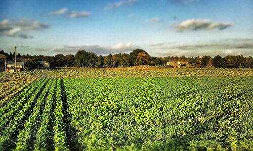 永谷園の生姜部の収穫に参加してきた！@shougabu
