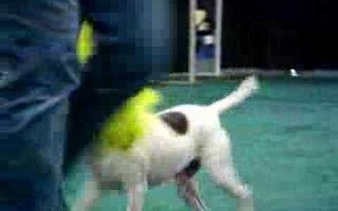 「がおにゃー！」ネコ用イヌ用のカツラというブルーオーシャン新市場