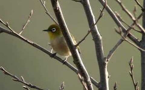 メジロちゃんへの「追悼ツイート」ありがとうございます。