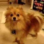 ムーンウォークする犬たち。マイケルを追悼して、show me moon walk