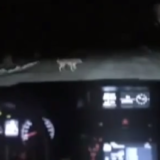 クルマで犬をひいてしまった！でも心配しないで… @sawardega #sawardega