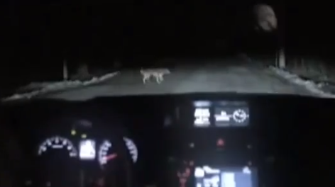 クルマで犬をひいてしまった！でも心配しないで… @sawardega #sawardega