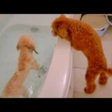 トイプードルは飼いやすい！