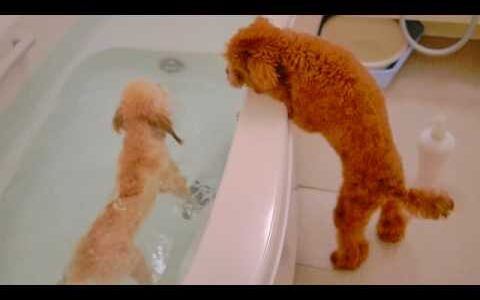 トイプードルは飼いやすい！