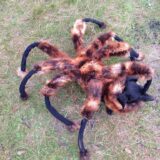 これは驚ろく！Spider Dog  @sawardega の超ワルのり動画
