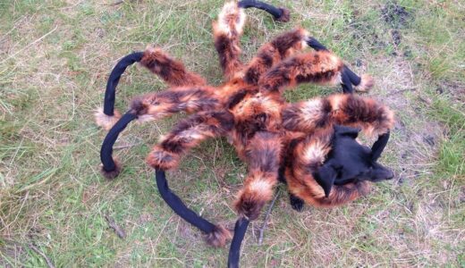 これは驚ろく！Spider Dog  @sawardega の超ワルのり動画