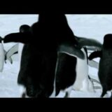 BBC　空飛ぶペンギンの本当の狙い