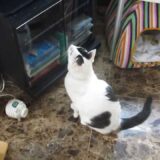 あまちゃんのオープニング　サントラ盤CD売上　3万枚！