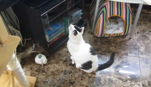 あまちゃんのオープニング　サントラ盤CD売上　3万枚！