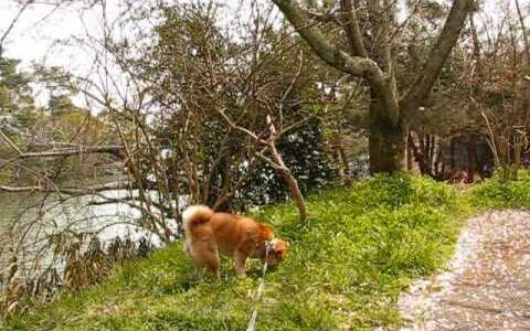 犬との散歩もHDビデオで撮れば芸術に！　