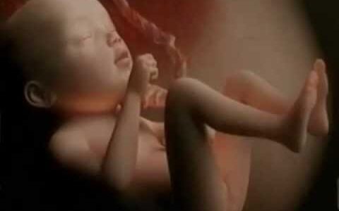 12分の驚異！精子と卵子のストーリー 産まれてくることは奇跡に近い！