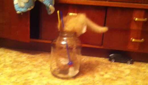 かわいい猫動画サイト作ってみた！