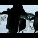 ペンギンって空飛ぶんだっけ？空飛ぶマンタも？BBC放送
