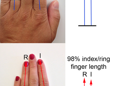 薬指が長いか？人差し指が長いか？でわかる男女の性能「二本指の法則―あなたの健康状態から○○○までを語る秘密の数字 」