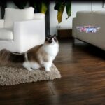 Drone vs Cats ドローンと猫の果てしなき戦い（笑）