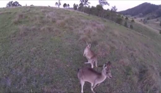 Drone VS Different martial arts ドローン VS 異種格闘技戦