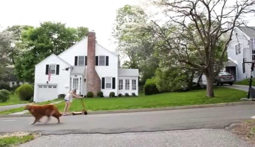 Drone vs Dogsドローンと犬の果てしなき戦い（笑）