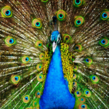 結婚するならシンメトリーな男を選びなさい