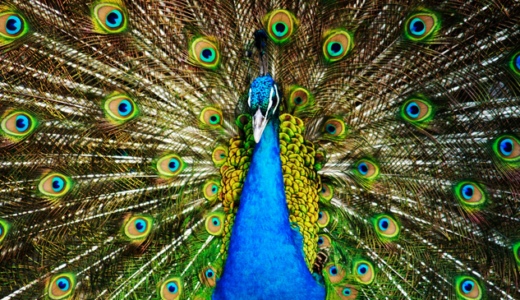 結婚するならシンメトリーな男を選びなさい