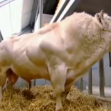 アメリカン・ブルーという遺伝子組み換え肉牛