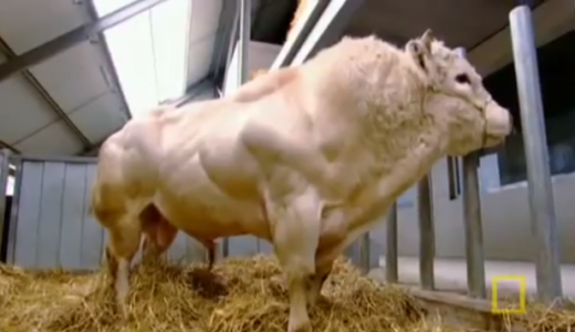 アメリカン・ブルーという遺伝子組み換え肉牛