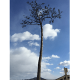 「奇跡の一本松」から、モンブラン・マイシュターシュティック1本48万円 陸前高田市に売上2割を寄付