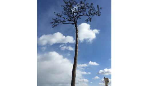 「奇跡の一本松」から、モンブラン・マイシュターシュティック1本48万円 陸前高田市に売上2割を寄付