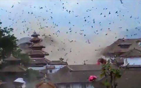 2015年4月25日ネパール大地震 逃げ惑う鳥の群れ