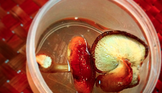 干ししいたけの冷蔵庫５時間もどし汁