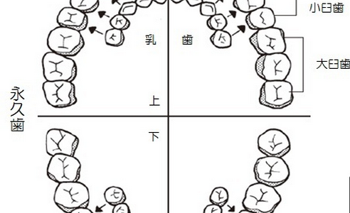 歯を早く治したければ、近所の歯医者に同時に通いなさい