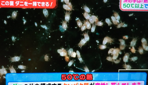 ダニを完全に殺すなら、レイコップよりもコインランドリーの乾燥機