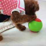 ワンコ大喜び！おやつボール「ころワン」WBSトレたま