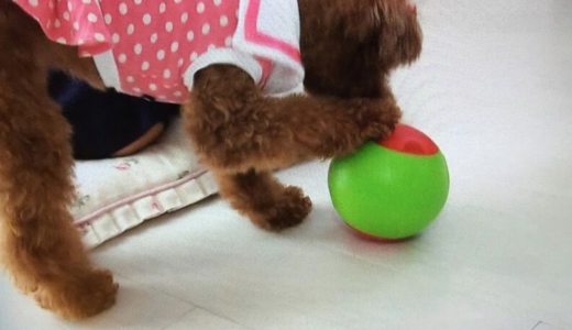 ワンコ大喜び！おやつボール「ころワン」WBSトレたま