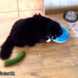 なぜ猫はキュウリに驚くのか？