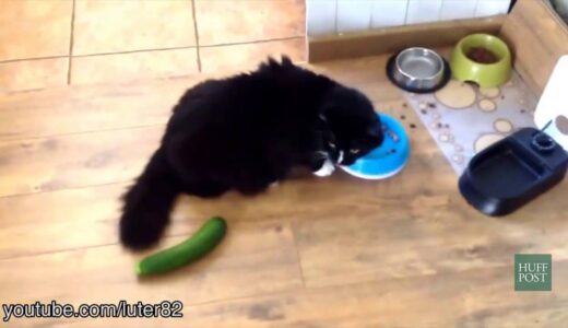 なぜ猫はキュウリに驚くのか？