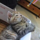 猫の催眠術にかかる瞬間がかわいすぎる…絶大なる飼い主との信頼感が生みだす瞬間