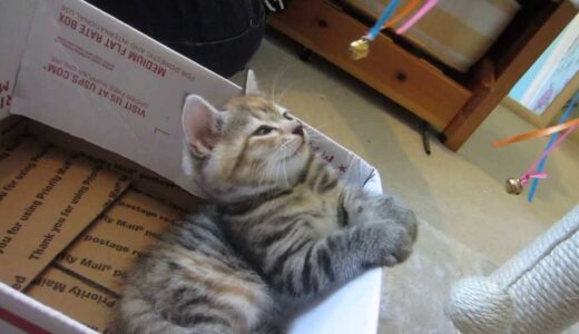 猫の催眠術にかかる瞬間がかわいすぎる…絶大なる飼い主との信頼感が生みだす瞬間