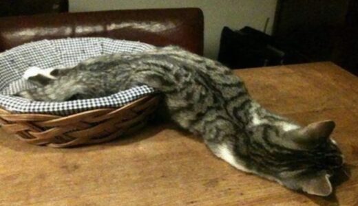 なぜ？猫は液体化するのか？それは究極のリラックス