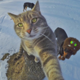 自撮りネコのインスタグラム