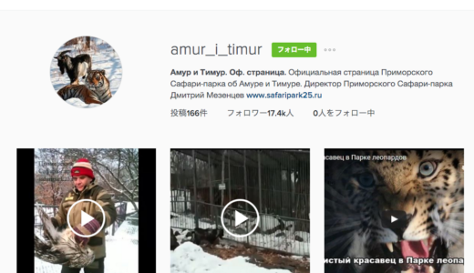 アムール虎が餌のヤギと仲良しに♡しかし突然噛まれちゃった！