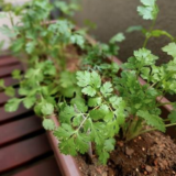 ベランダ菜園のススメ 野菜は買うよりも育てるに限る！