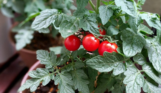 毎日、新鮮プランターで育てるミニトマト