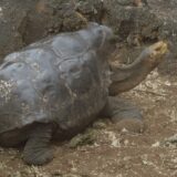 ガラパゴスのエスパニョーラゾウガメ、ディエゴ。たった１人で子孫800匹。種を絶滅から救う ガラパゴス諸島