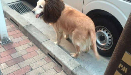 銀座に出現！アマゾンCMライオン