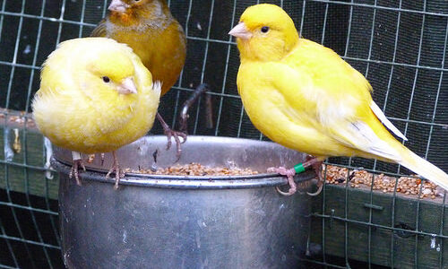 マストドンの近未来に楽観的な人と悲観的な人