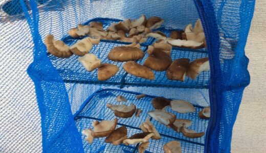 とっても簡単！『干し野菜』太陽が半分調理してくれ、冷蔵庫もスッキリ！