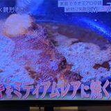 フライパンでステーキをミディアムレアに焼く秘訣